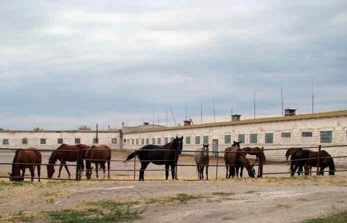 В Кыргызстане намерены восстановить государственные конные заводы